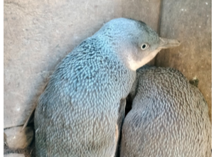 Penguin Love is in the air